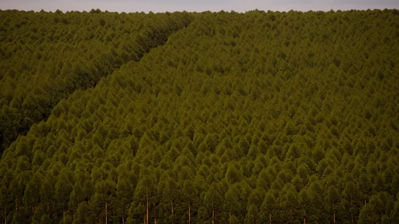 Câmara pode dispensar licença ambiental de plantações de eucalipto