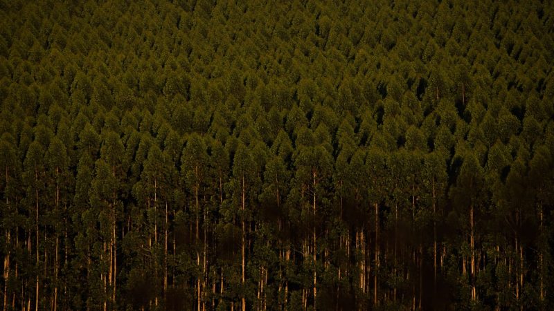 Câmara retira plantação de eucalipto da lista de atividades poluidoras