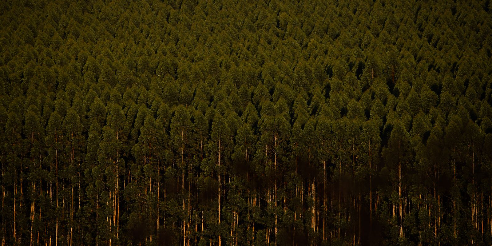 Câmara retira plantação de eucalipto da lista de atividades poluidoras