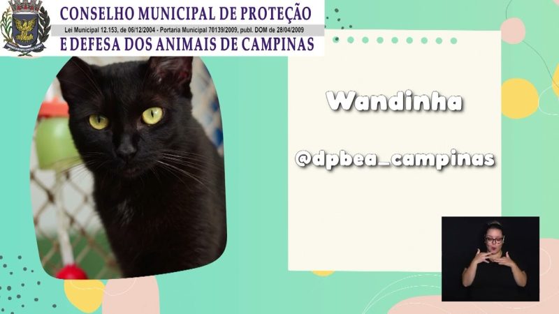 ADOTE UM BICHINHO – SEMANA 29 DE ABRIL A 03 DE MAIO 30-04-2024