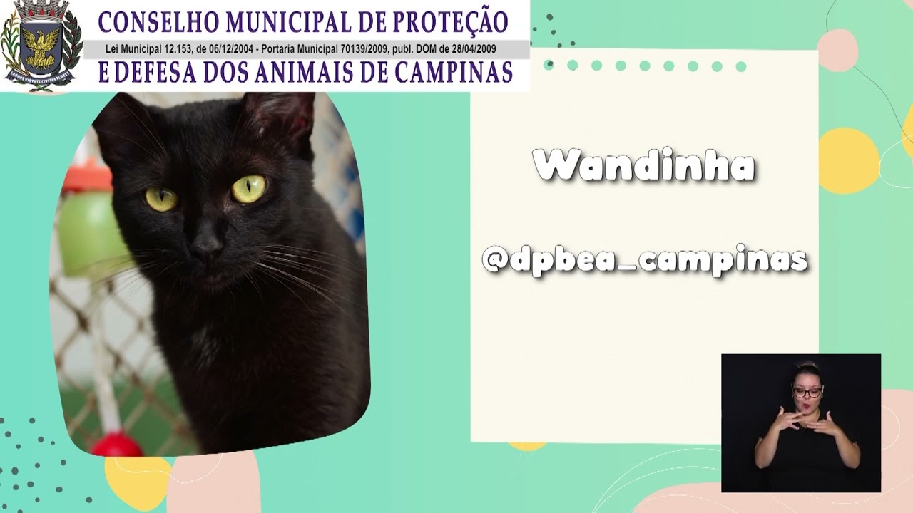 ADOTE UM BICHINHO – SEMANA 29 DE ABRIL A 03 DE MAIO 30-04-2024