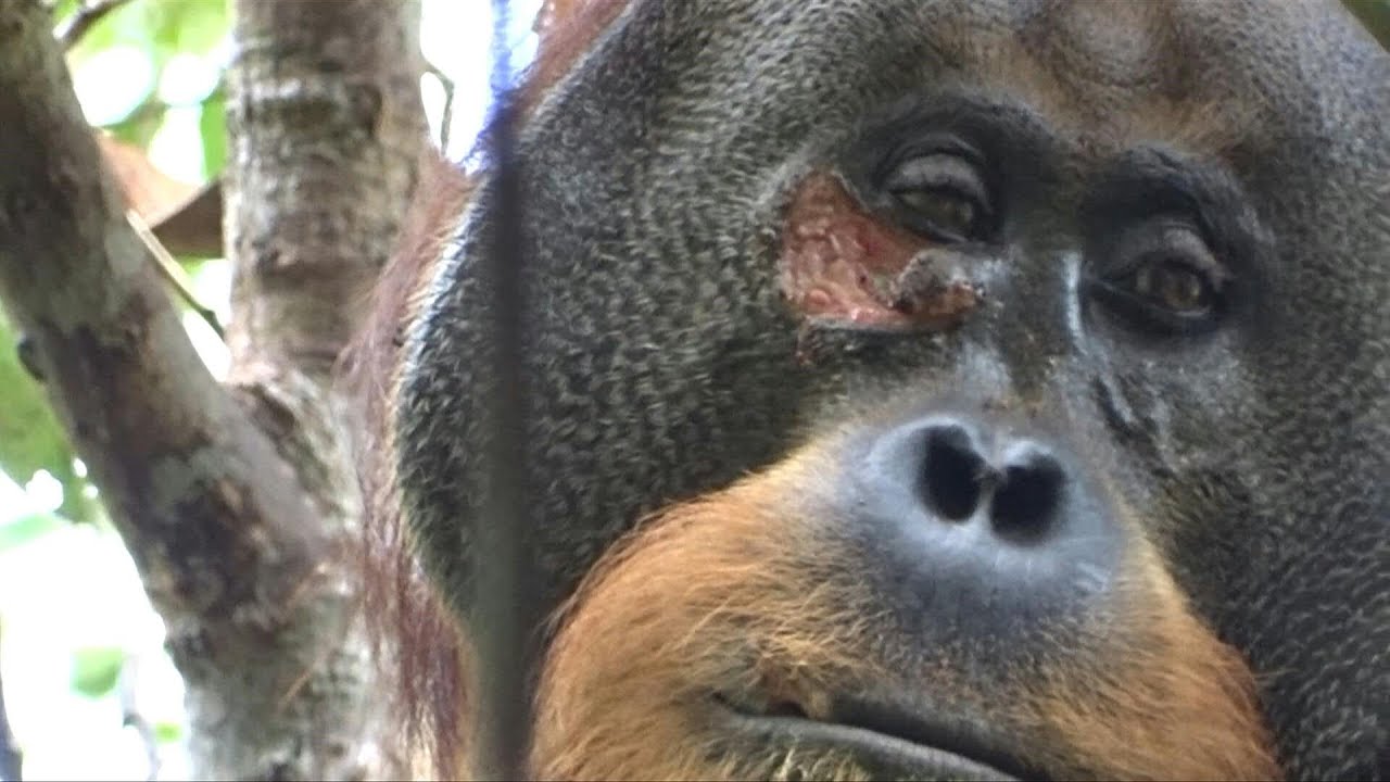 Orangotango selvagem curou ferida com unguento que ele preparou, dizem cientistas | AFP
