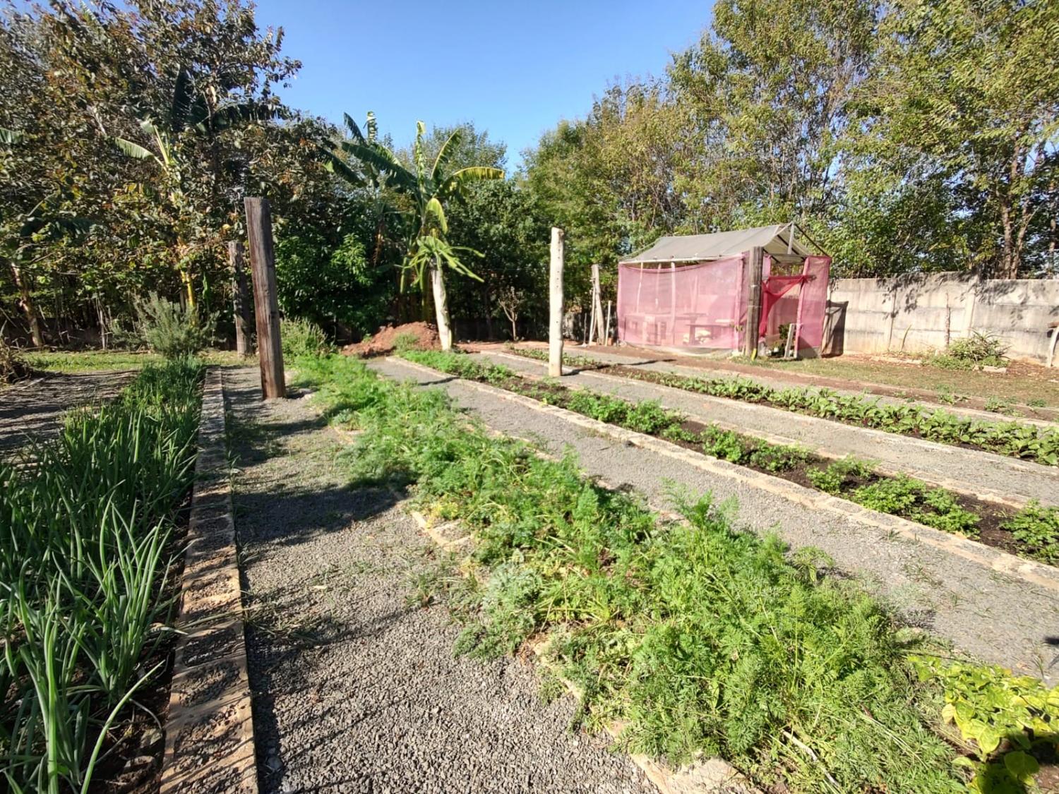 Assistência Social de Indaiatuba faz balanço das últimas colheitas do projeto Horta Solidária