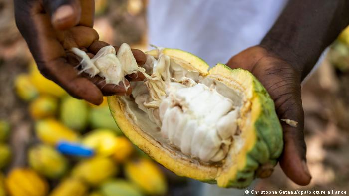 Cientistas criam chocolate mais saudável e sustentável