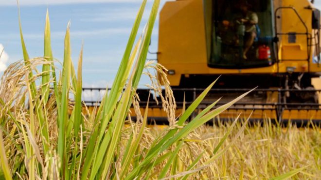 Conab exige comprovação financeira de vencedoras de leilão de arroz