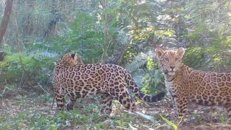 Cresce número de onças-pintadas em Foz do Iguaçu – 22/05/2024 – Turismo