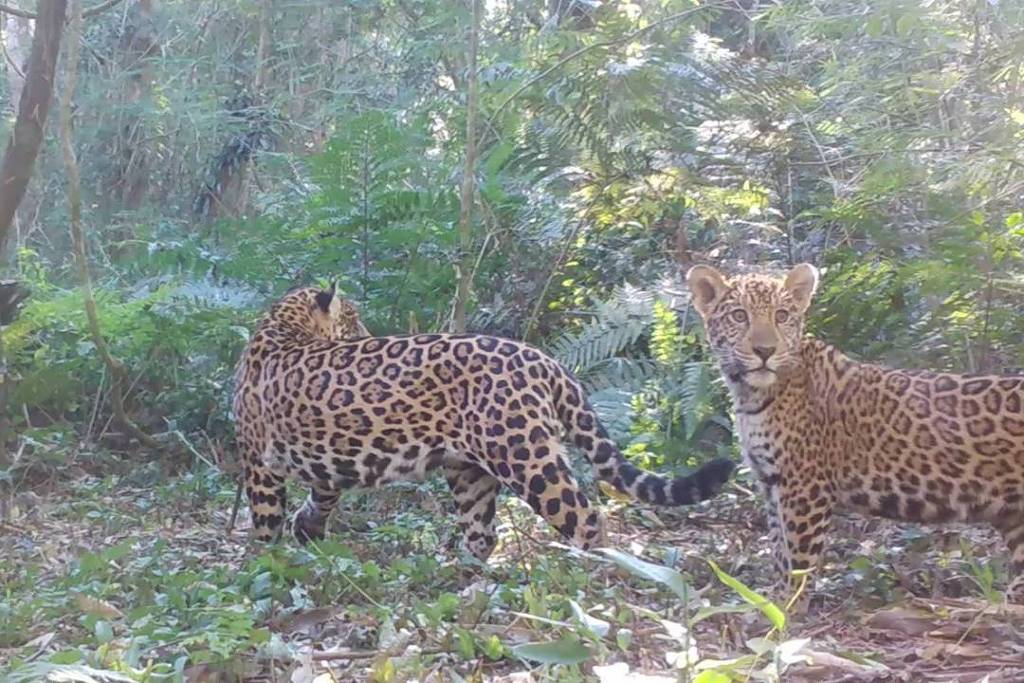 Cresce número de onças-pintadas em Foz do Iguaçu – 22/05/2024 – Turismo