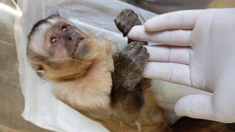 Macaco prego resgatado pela Defesa Civil é encaminhado para a Associação Mata Ciliar