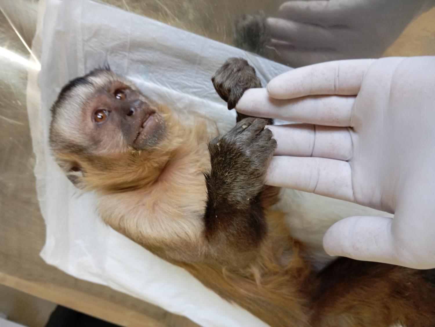 Macaco prego resgatado pela Defesa Civil é encaminhado para a Associação Mata Ciliar