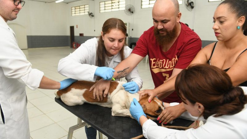 Secretaria de Saúde de Indaiatuba vacina animais contra raiva neste sábado no bairro Tombadouro