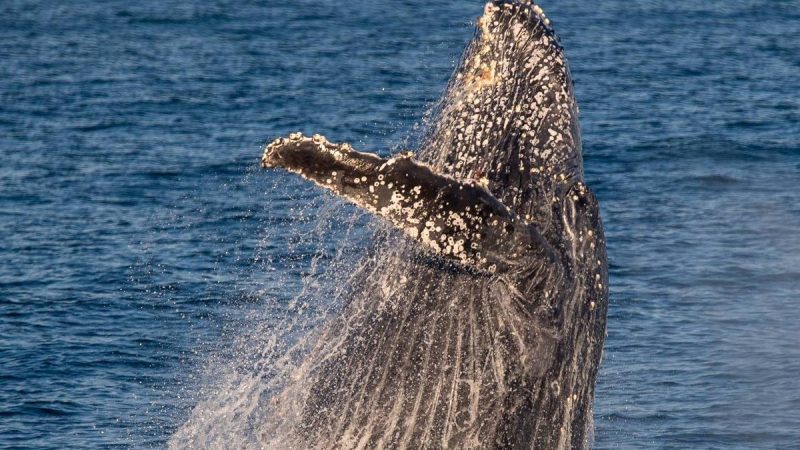 Veja passeios para encontrar baleias e golfinhos no Brasil – 10/05/2024 – Turismo