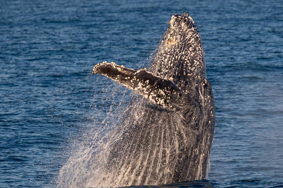 Veja passeios para encontrar baleias e golfinhos no Brasil – 10/05/2024 – Turismo