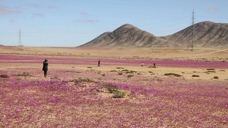 Chuvas incomuns fazem deserto do Atacama florescer – 24/07/2024 – Turismo