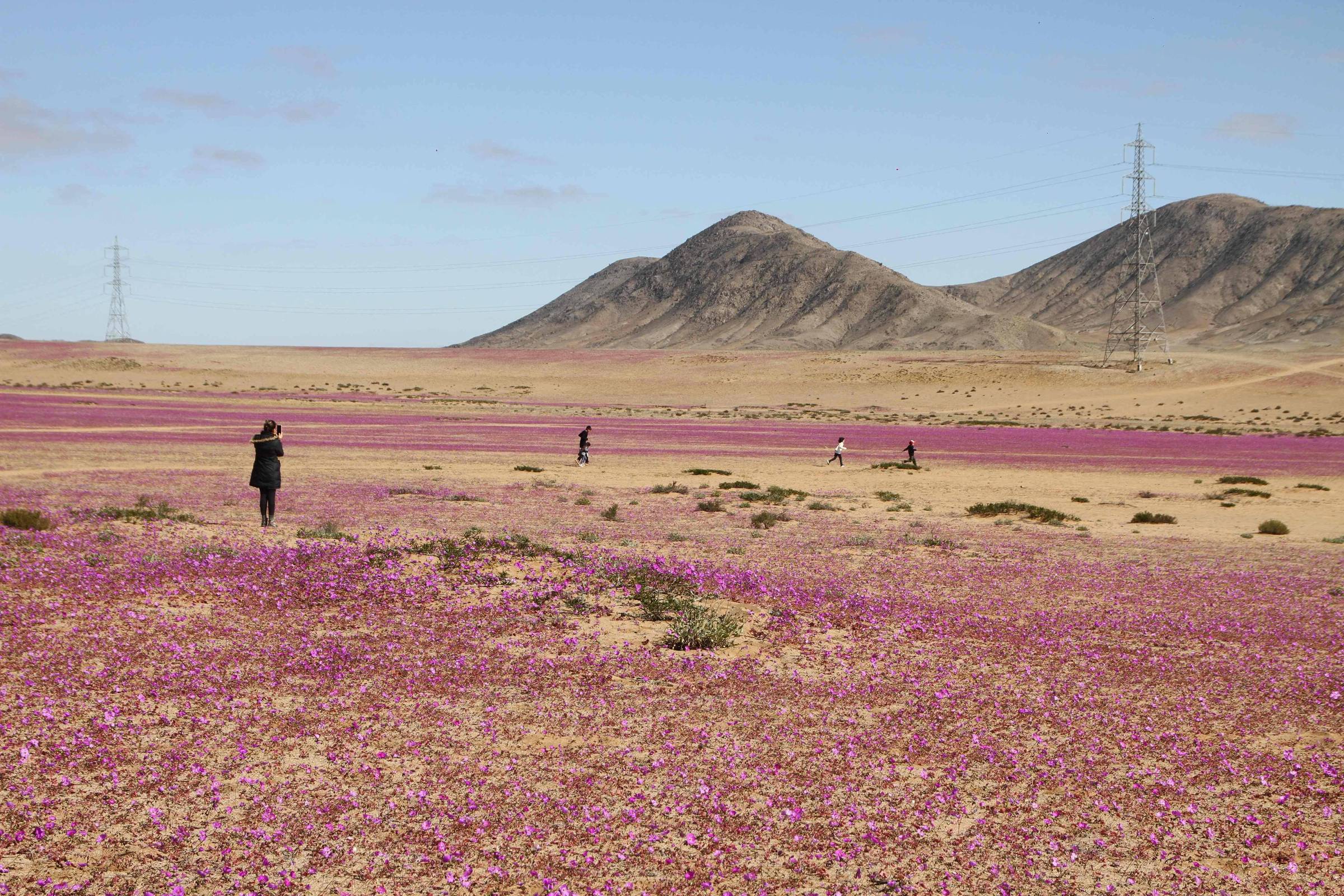 Chuvas incomuns fazem deserto do Atacama florescer – 24/07/2024 – Turismo