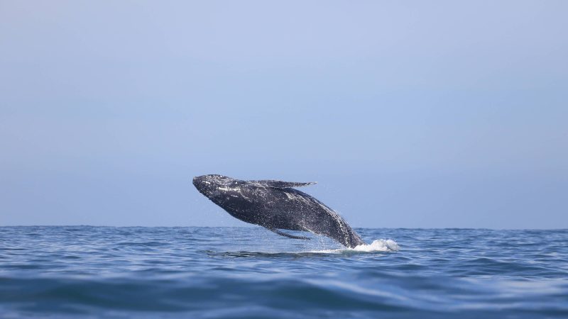 Cresce avistamento de baleias em Maresias – 14/08/2024 – Turismo