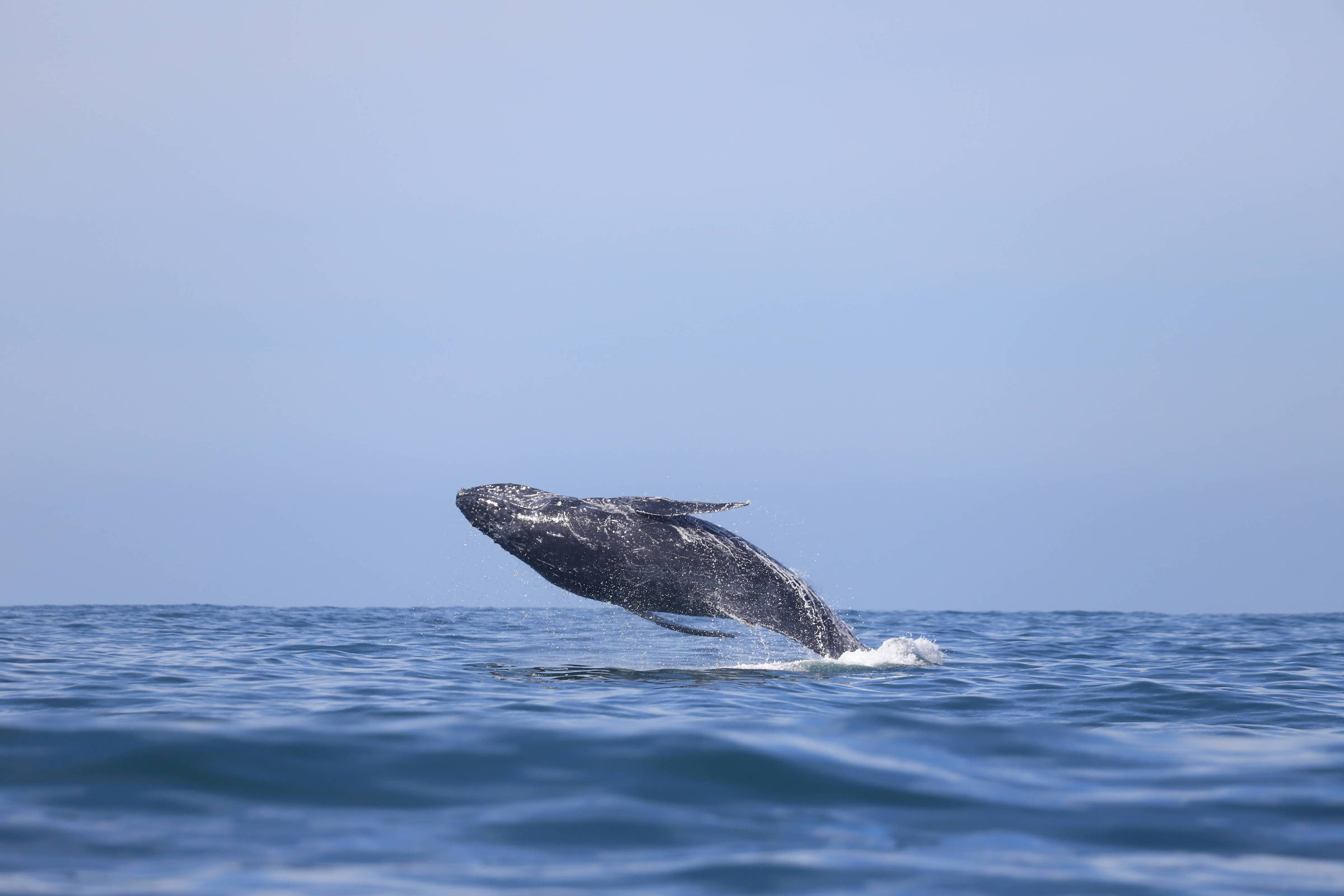 Cresce avistamento de baleias em Maresias – 14/08/2024 – Turismo