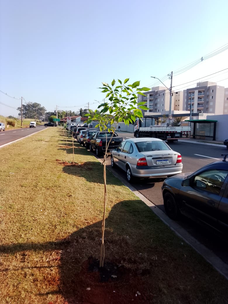 Mais 61 mudas de árvores foram plantadas pela Prefeitura de Paulínia. – Jornal Aqui Paulínia
