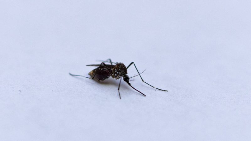 Paris registra caso de transmissão local de chikungunya – 07/08/2024 – Equilíbrio e Saúde
