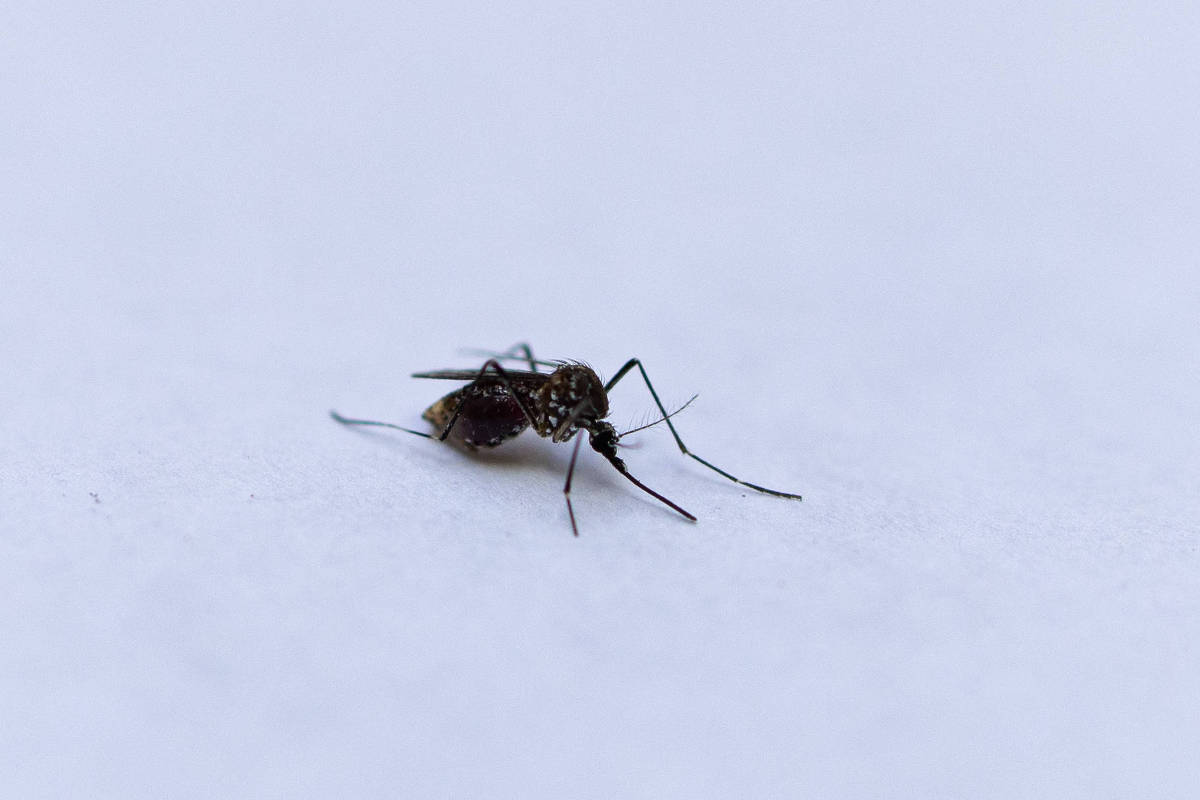 Paris registra caso de transmissão local de chikungunya – 07/08/2024 – Equilíbrio e Saúde