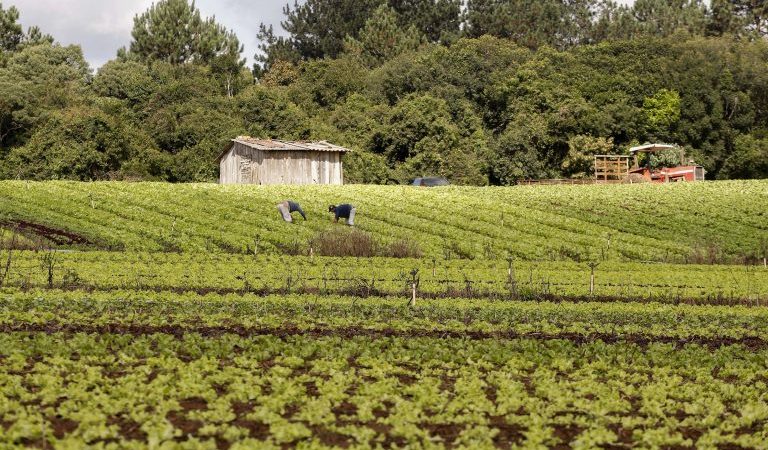 Pequenos produtores rurais terão novo prazo para renegociar dívidas – Notícias