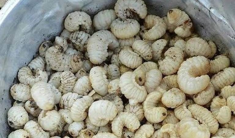 Pizza de larva de besouro faz Brasil campeão das comidas nojentas – 13/08/2024 – Cozinha Bruta