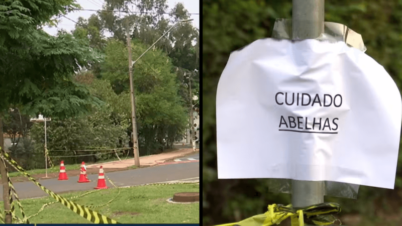 Ataque de abelhas fecha rua no Norte do Paraná