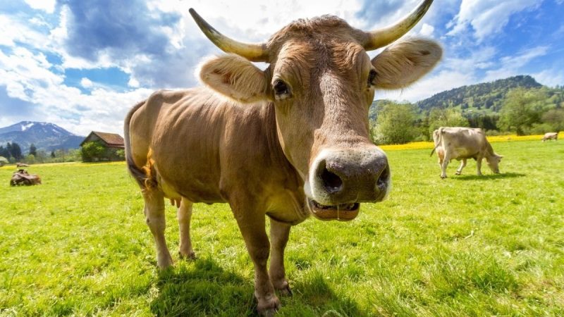 Brasil divulga novas diretrizes para “Doença da Vaca Louca”