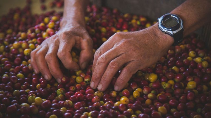 Clima influencia colheita do café e Conab estima redução de 0,5% na safra