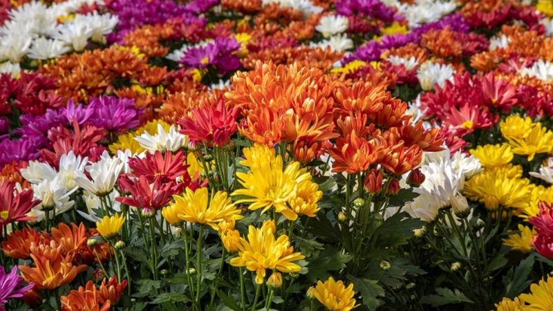 Com foco nas vendas de flores e plantas para o Natal, produtores já negociam com atacadistas