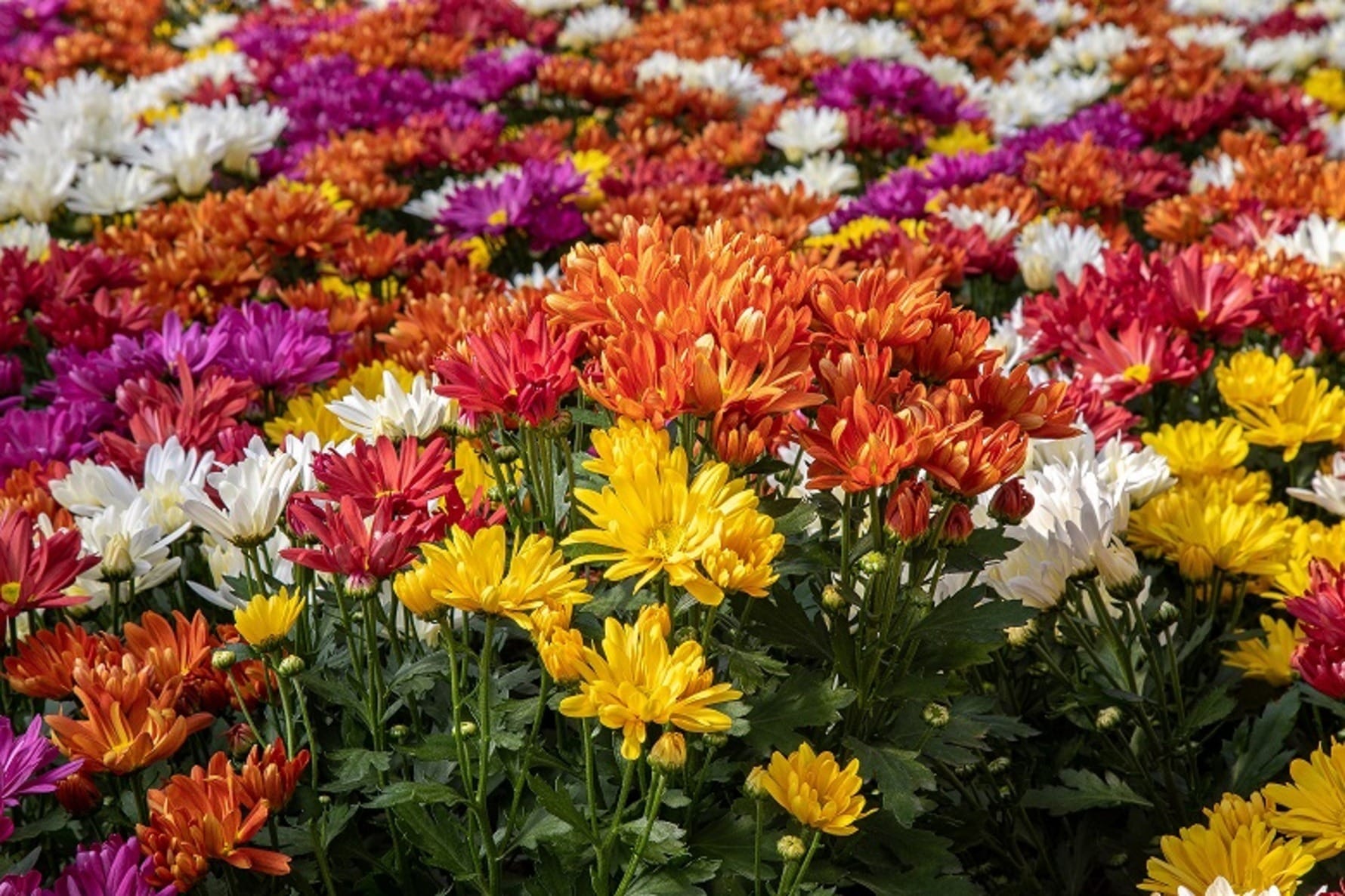 Com foco nas vendas de flores e plantas para o Natal, produtores já negociam com atacadistas