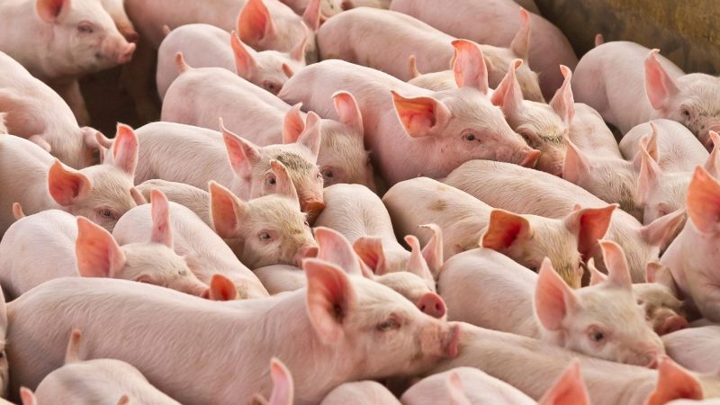 Exportações de carne suína registram alta de 4,7% em agosto, aponta ABPA