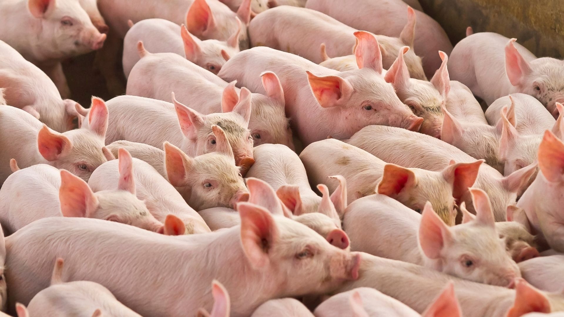 Exportações de carne suína registram alta de 4,7% em agosto, aponta ABPA
