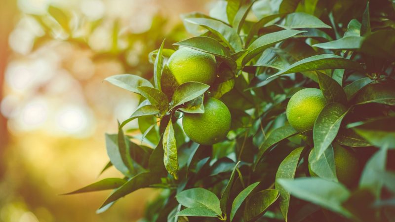 Falta de chuva limita oferta de citrus e preços seguem em alta