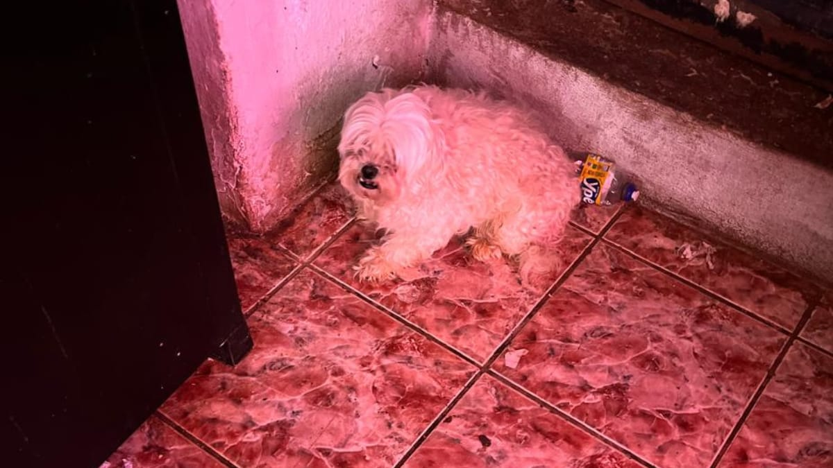 Mulher é presa por manter canil clandestino e em condições precárias