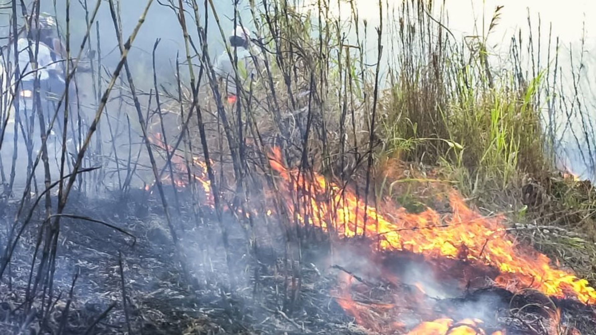 Paraná bate recorde de incêndios rurais