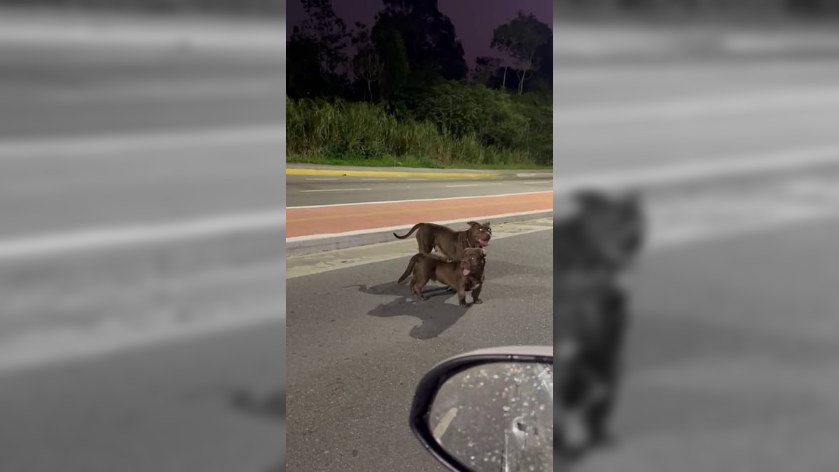 Pitbulls que estavam soltos na Estrada dos Cajueiros foram atropelados