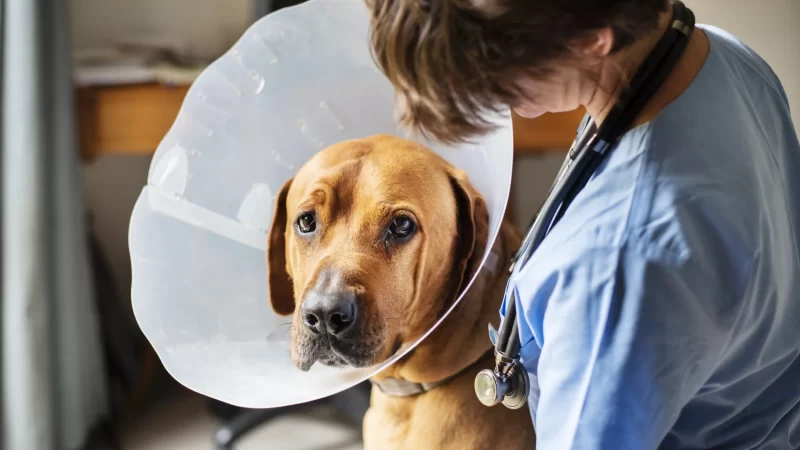 Prefeitura realiza castração gratuita de 368 Animais – Jornal Aqui Paulínia