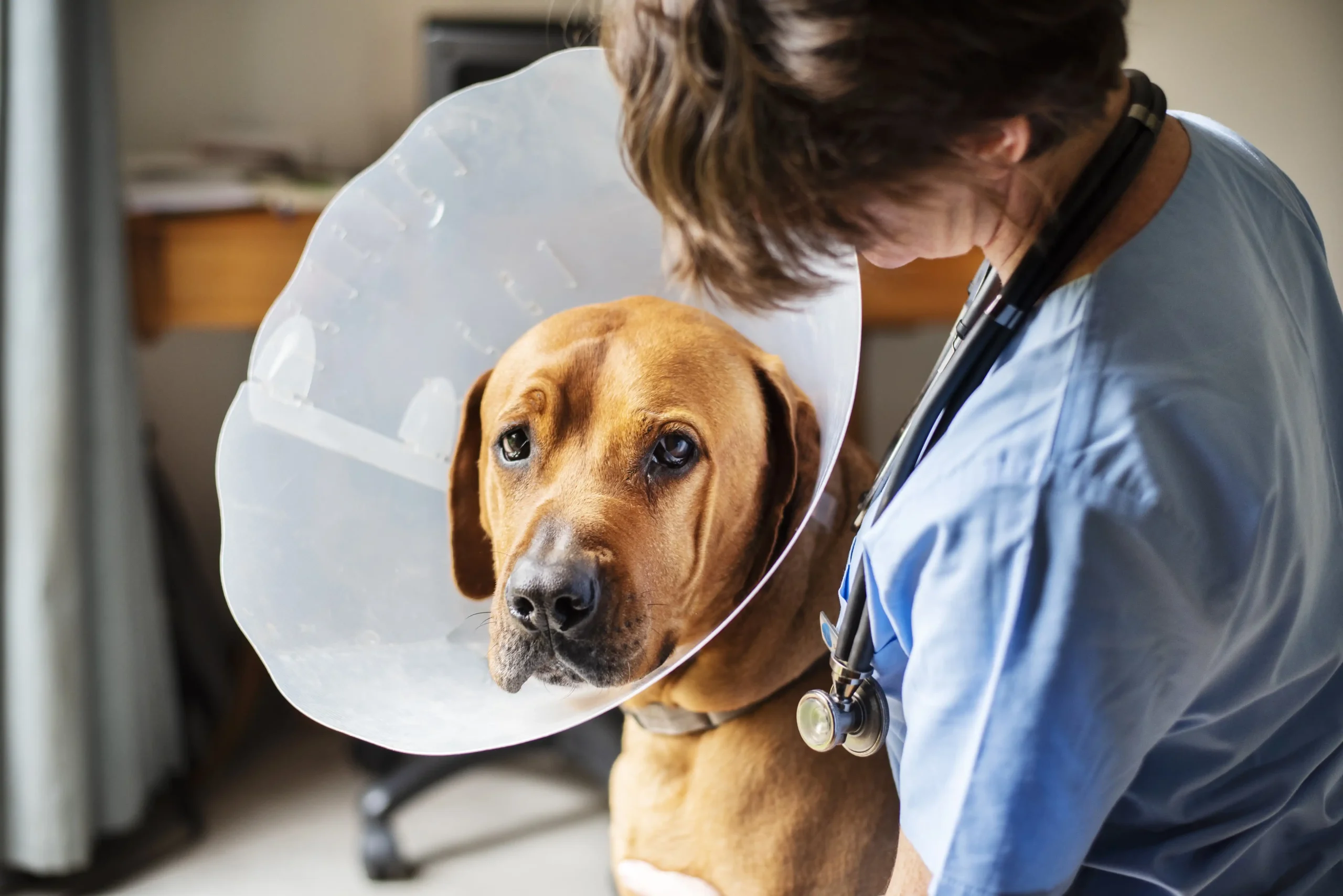 Prefeitura realiza castração gratuita de 368 Animais – Jornal Aqui Paulínia