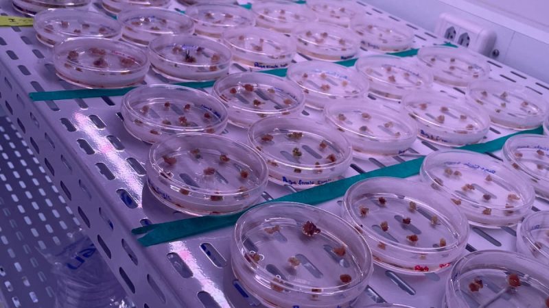 Projeto de biotecnologia recebe investimentos de R$ 50 milhões neste ano