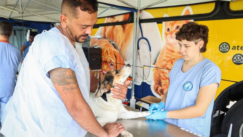 A Prefeitura de Paulínia abrirá 220 vagas para castração gratuita de cães e gatos, por meio do Programa Municipal de Castração. – Jornal Aqui Paulínia