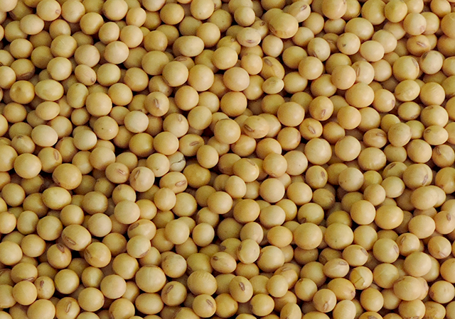 América do Sul terá área e produção de soja recordes na safra 2024/25, projeta DATAGRO Grãos