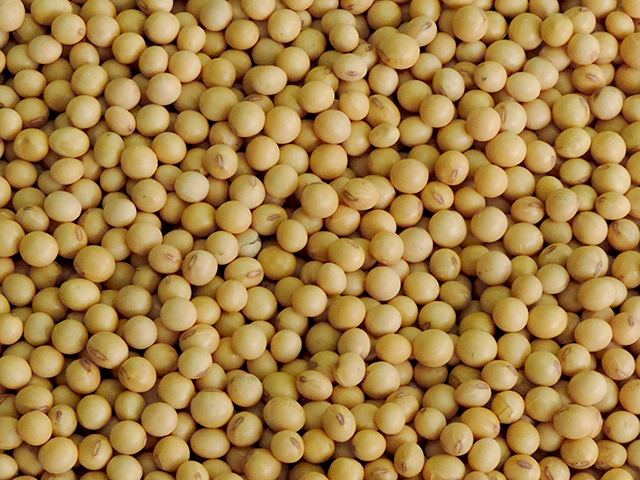 América do Sul terá área e produção de soja recordes na safra 2024/25, projeta DATAGRO Grãos