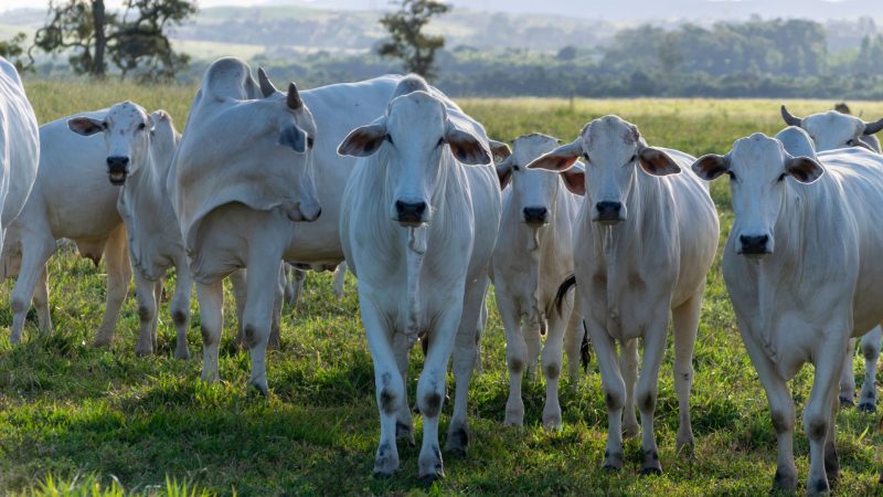 Arroba bovina brasileira atinge maior patamar dos últimos 16 meses