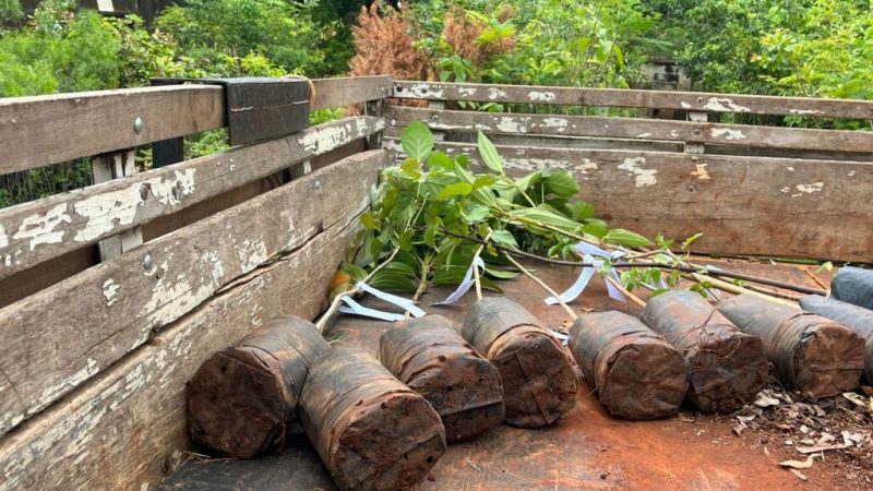 Calçadas de Hortolândia ganham mudas de árvore – Jornal Aqui Paulínia