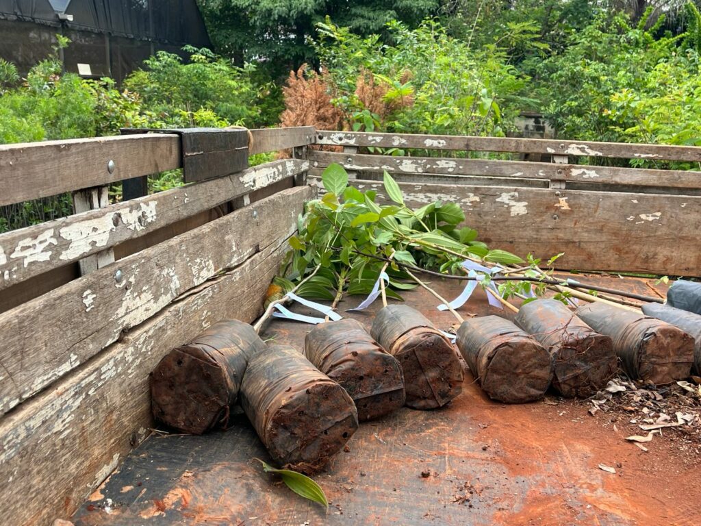 Calçadas de Hortolândia ganham mudas de árvore – Jornal Aqui Paulínia