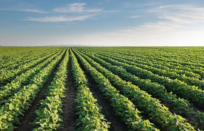 Capitais do agronegócio elegem prefeitos no 1º turno