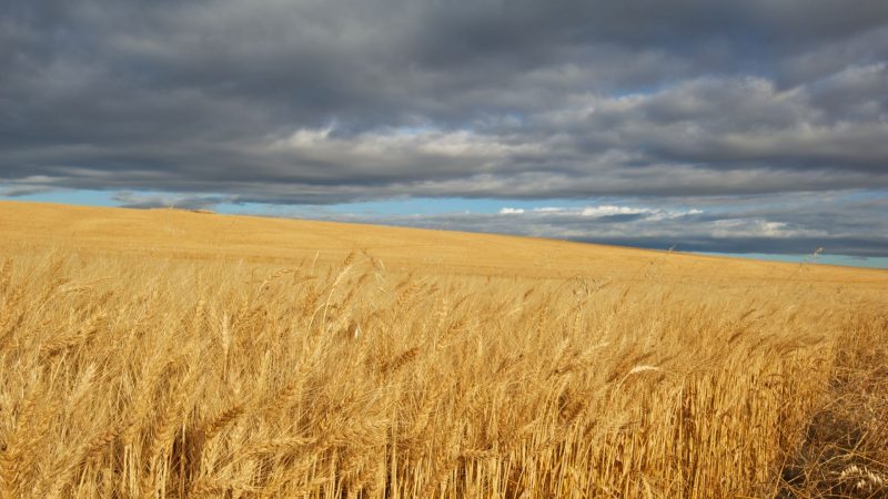 Clima prejudica lavouras de trigo no Sul