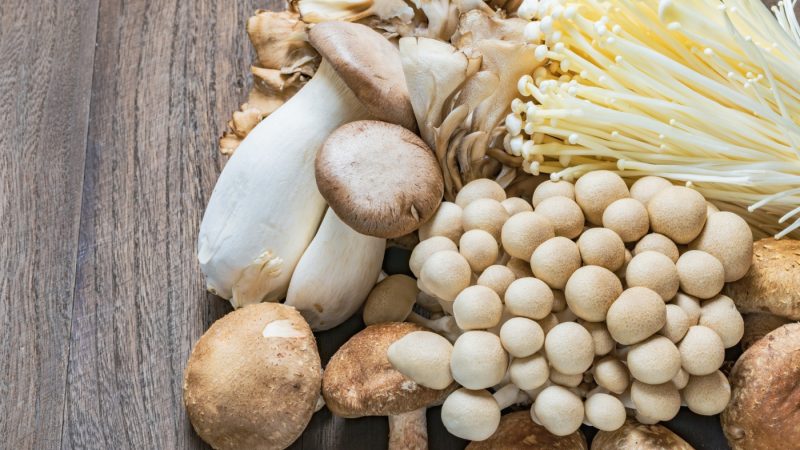 Cogumelos comestíveis: produto ainda é pouco consumido no Brasil