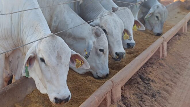 DDG do etanol de milho dá novo impulso à carne brasileira