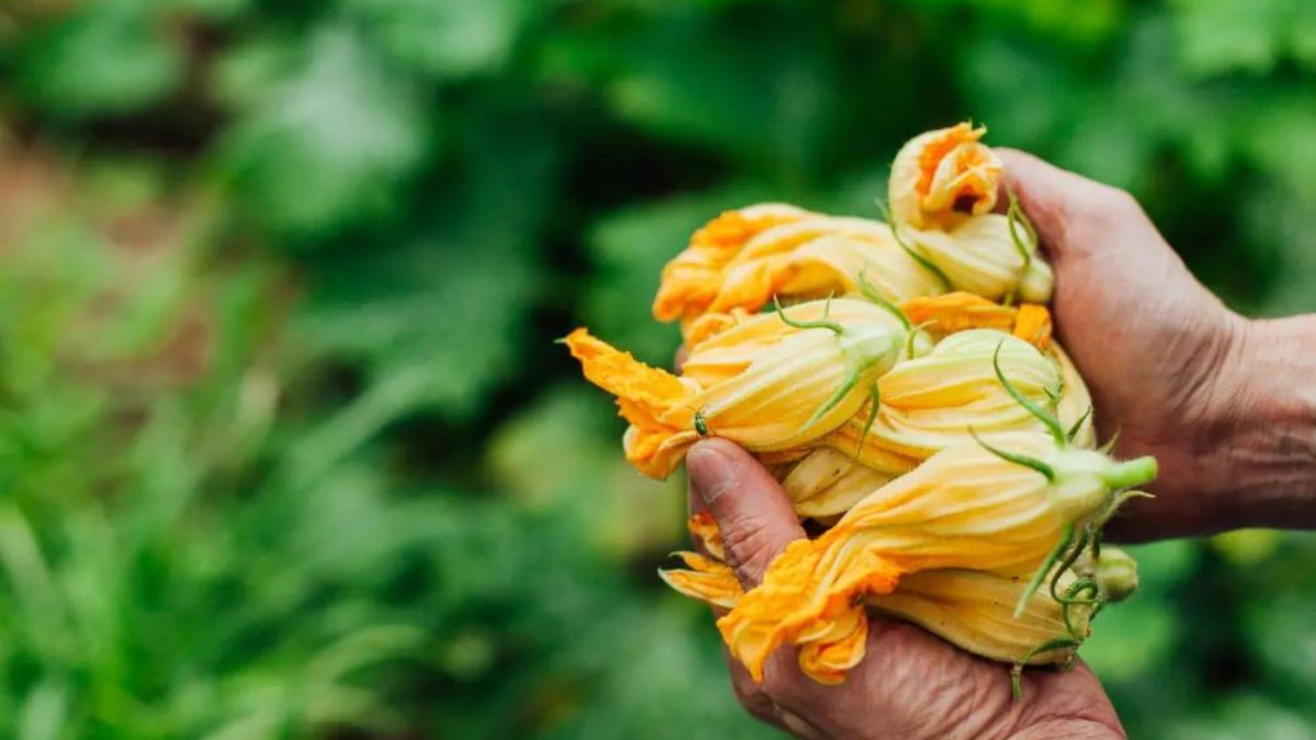 Flor de abobrinha conquista restaurantes da alta gastronomia paulistana